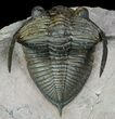 Bumpy Zlichovaspis Trilobite - Lghaft, Morocco #86292-1